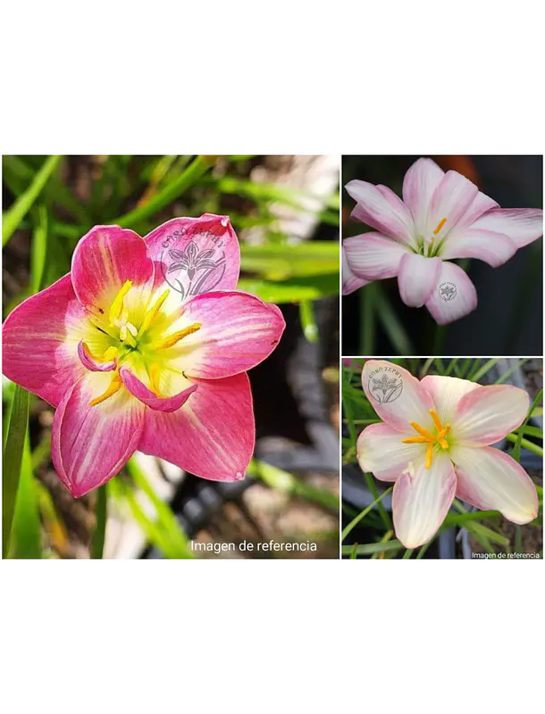 Bruma Floral