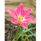 Combo 1 – Selección Especial Zephyranthes 1