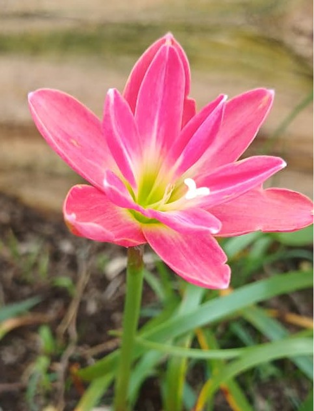 Combo 1 – Selección Especial Zephyranthes 1