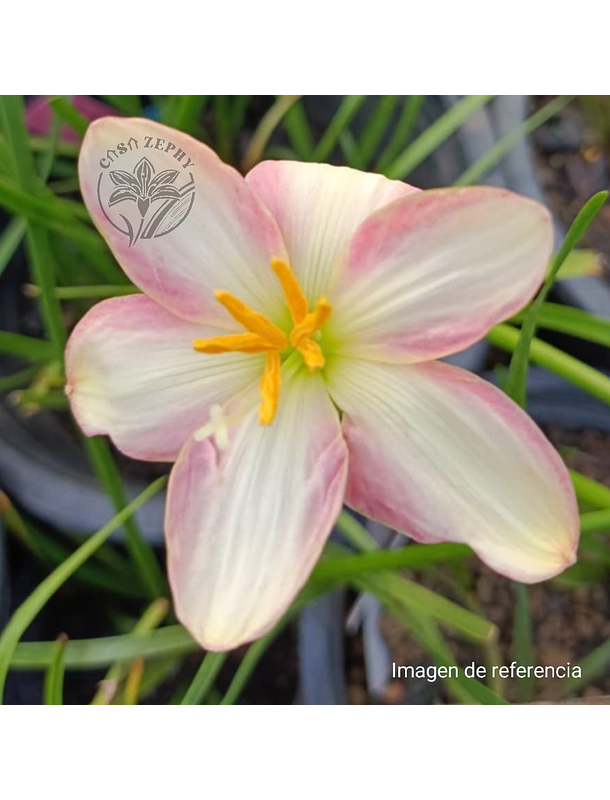 Combo 1 – Selección Especial Zephyranthes 3