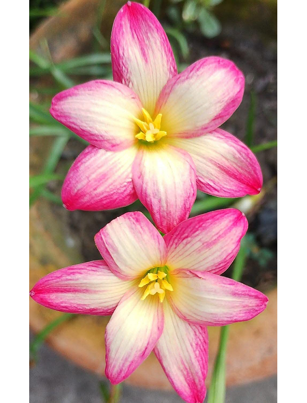 Combo 1 – Selección Especial Zephyranthes 4