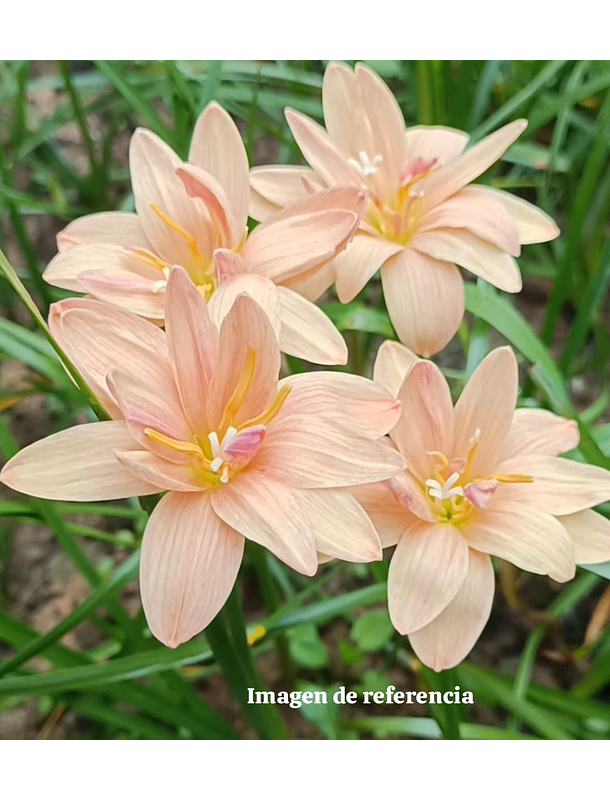 Combo 2 – Colección Luminosidad Zephyranthes 1