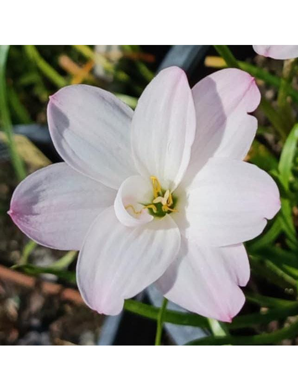 Combo 2 – Colección Luminosidad Zephyranthes 3