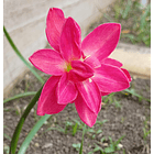 Combo 3 – Colección Contrastes Zephyranthes 1