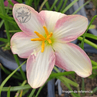 Combo 3 – Colección Contrastes Zephyranthes 4