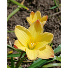 Combo 3 – Colección Contrastes Zephyranthes 3