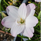Combo 3 – Colección Contrastes Zephyranthes 2