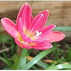 Combo 4 – Selección Elegancia Zephyranthes 2