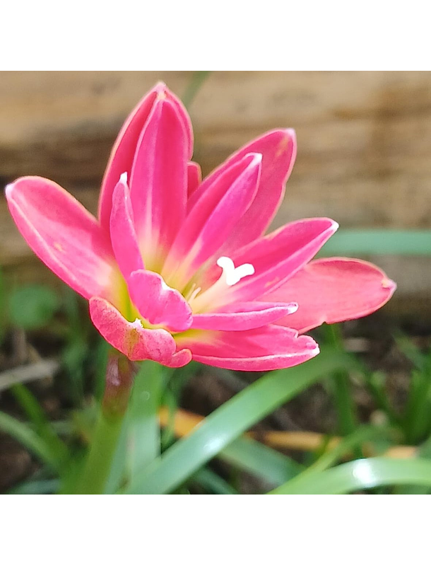 Combo 4 – Selección Elegancia Zephyranthes 2