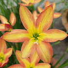 Combo 4 – Selección Elegancia Zephyranthes 4