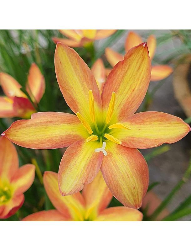 Combo 4 – Selección Elegancia Zephyranthes 4