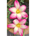 Combo 4 – Selección Elegancia Zephyranthes 3