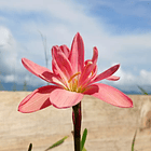 Combo 5 – Encanto y Color Zephyranthes 1