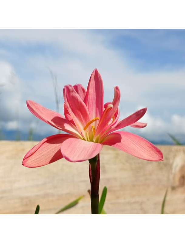 Combo 5 – Encanto y Color Zephyranthes 1