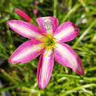 Combo 5 – Encanto y Color Zephyranthes 4