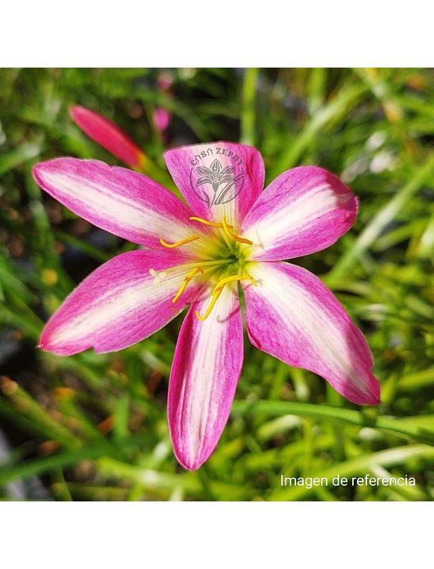 Combo 5 – Encanto y Color Zephyranthes 4