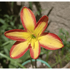 Combo 5 – Encanto y Color Zephyranthes 3