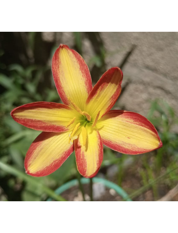 Combo 5 – Encanto y Color Zephyranthes 3