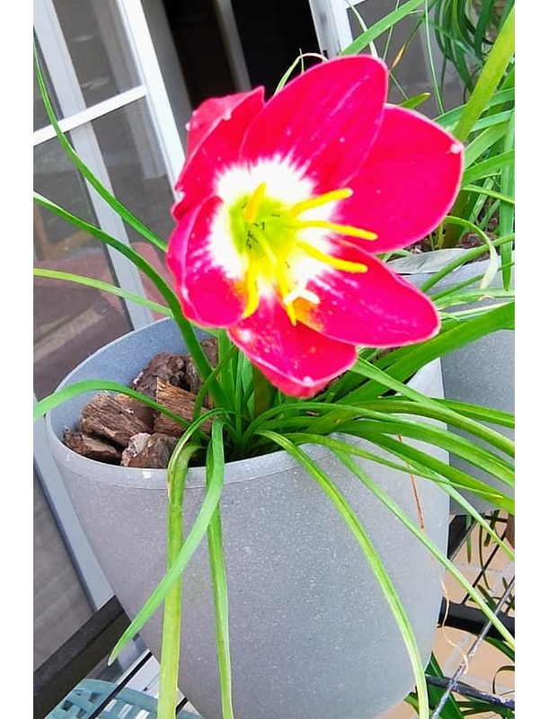 Combo 4 – Selección Elegancia Zephyranthes 1