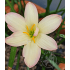 Combo 6 Amarillos – Sol en tu Jardín Zephyranthes 1