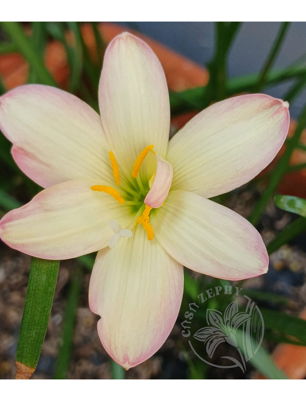 Combo 6 Amarillos – Sol en tu Jardín Zephyranthes 1