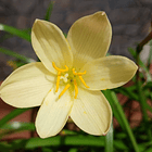 Combo 6 Amarillos – Sol en tu Jardín Zephyranthes 4