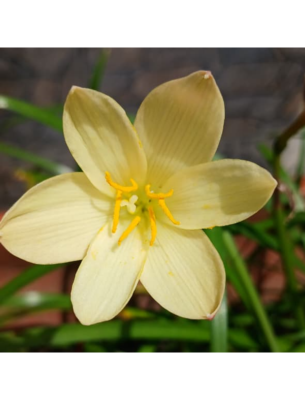 Combo 6 Amarillos – Sol en tu Jardín Zephyranthes 4