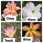 Combo Valle del Cauca 1