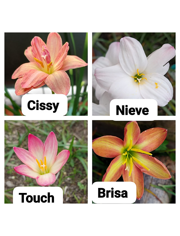 Combo Valle del Cauca 1