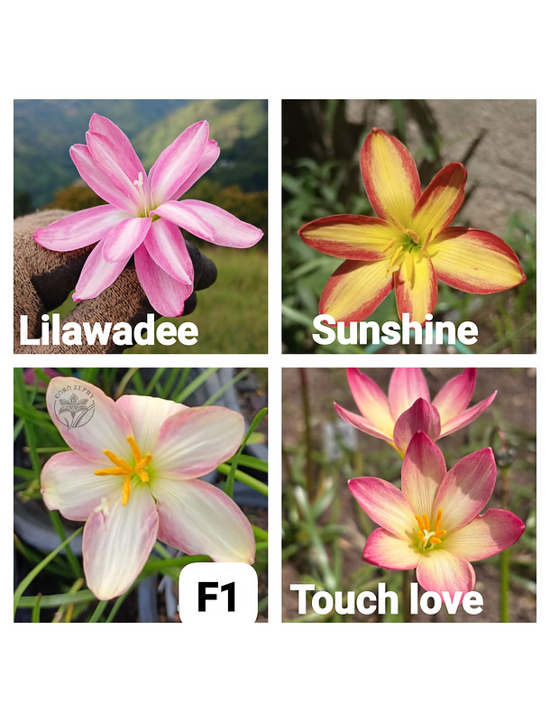 Combo Valle del Cauca 2