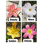 Combo Valle del Cauca 3