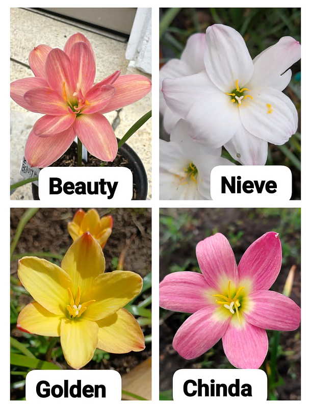 Combo Valle del Cauca 3