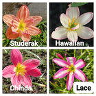 Combo Valle del Cauca 4