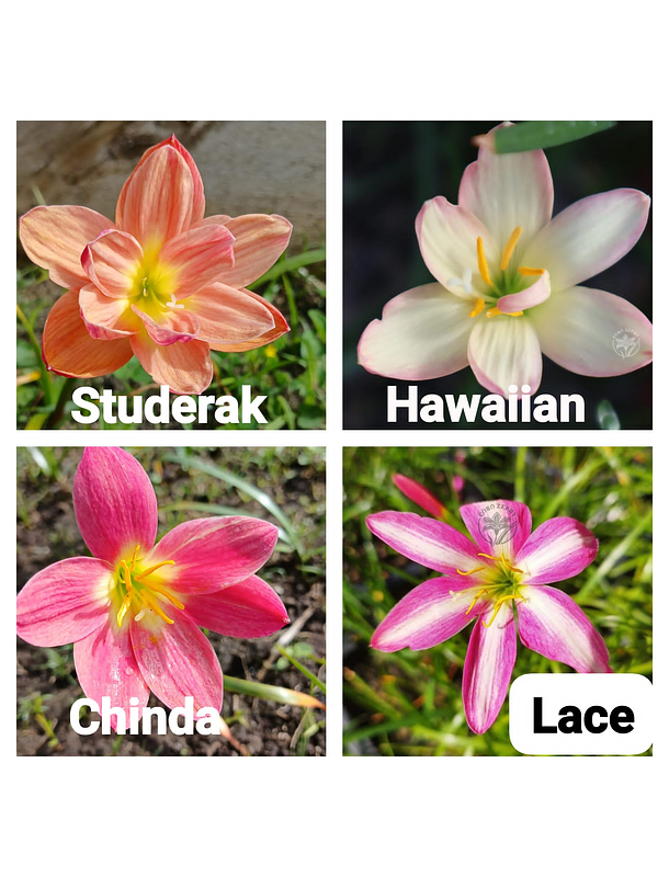 Combo Valle del Cauca 4