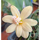 Appricot King 2