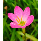 Rosea 1