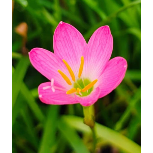 Rosea
