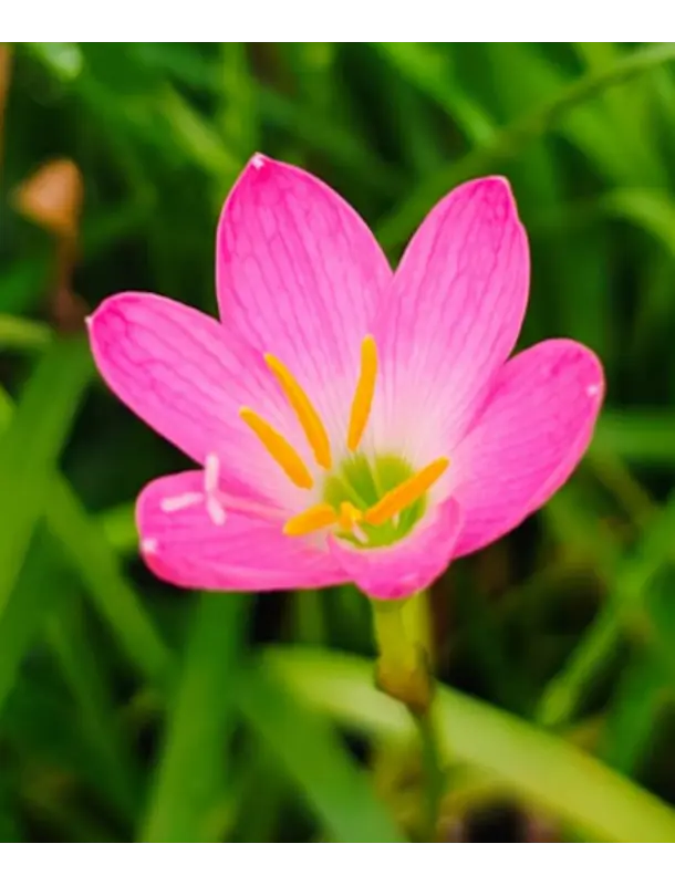 Rosea 1
