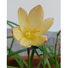Primulina 2