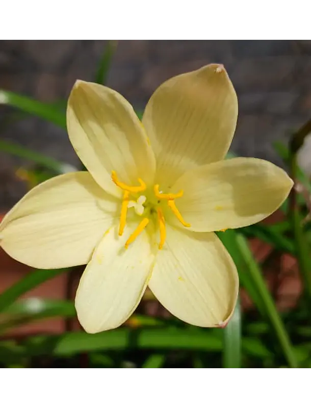 Primulina 1