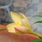 Primulina 3