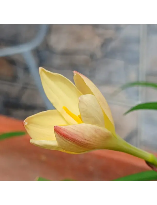 Primulina 3