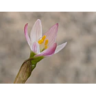 Z. Minima 2