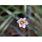 Z. Minima 4