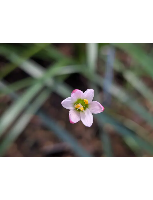 Z. Minima 4