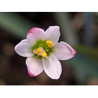 Z. Minima 1