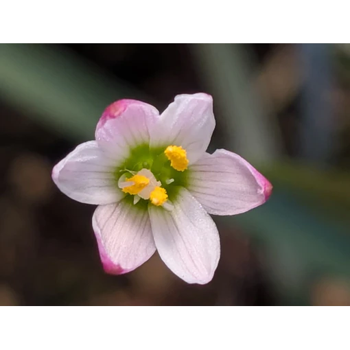 Z. Minima