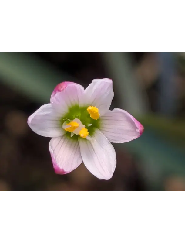 Z. Minima 1