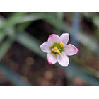 Z. Minima 3