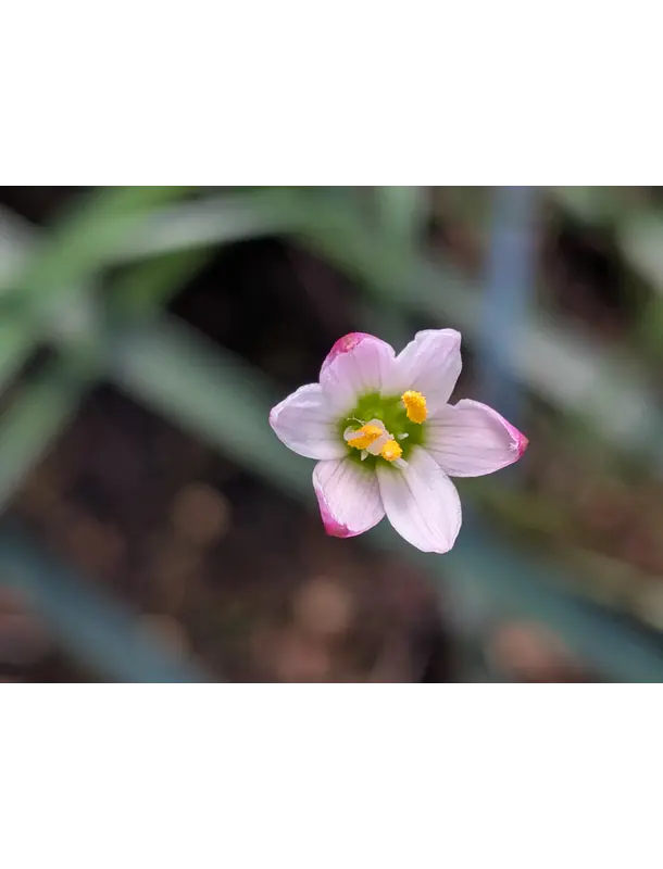 Z. Minima 3